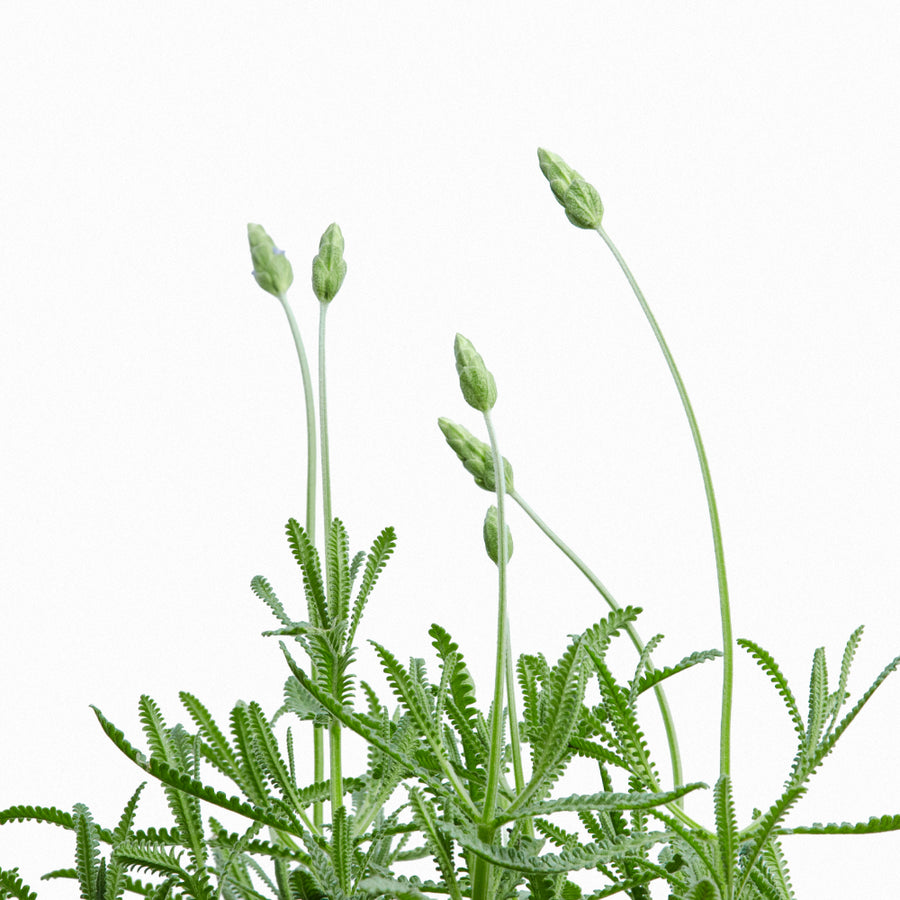 Lavanda Francesa L