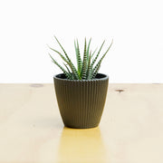 Haworthiopsis fasciata (Pata de Gallo) S