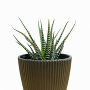 Haworthiopsis fasciata (Pata de Gallo) S