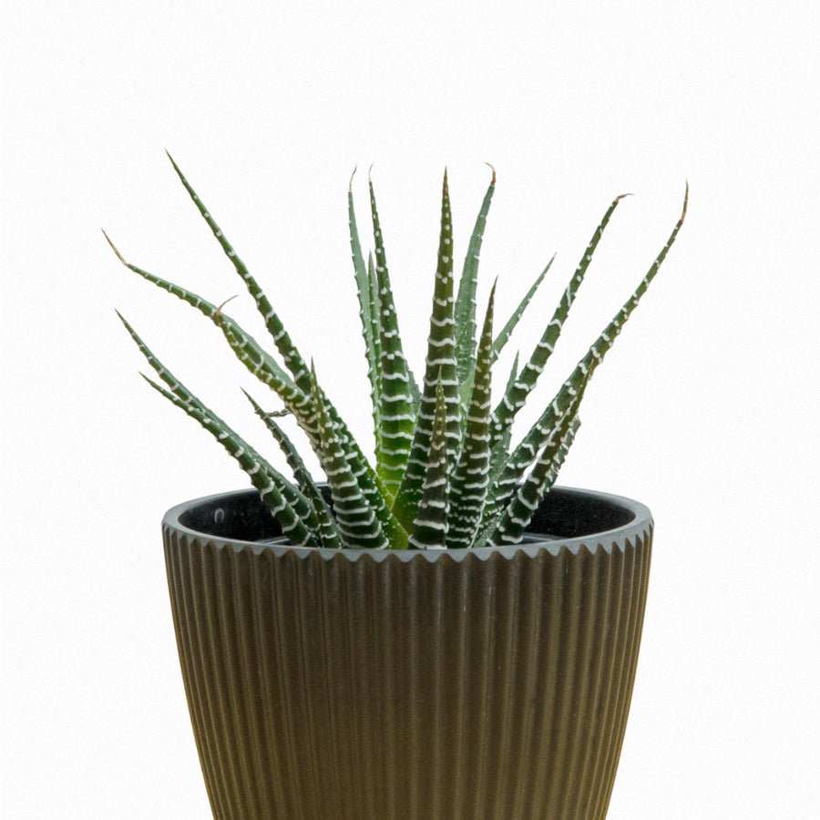 Haworthiopsis fasciata (Pata de Gallo) S