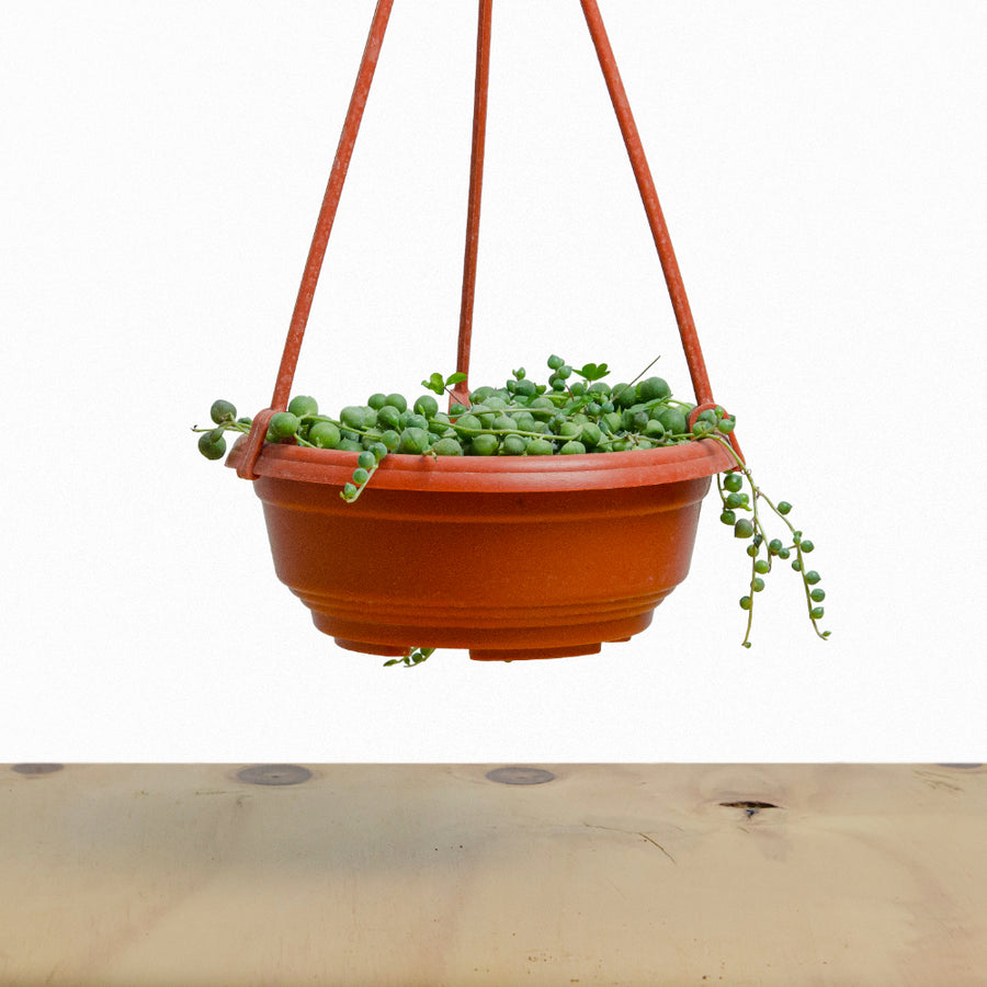 Rosario (Senecio rowleyanus) M