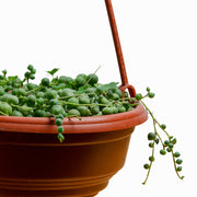 Rosario (Senecio rowleyanus) M