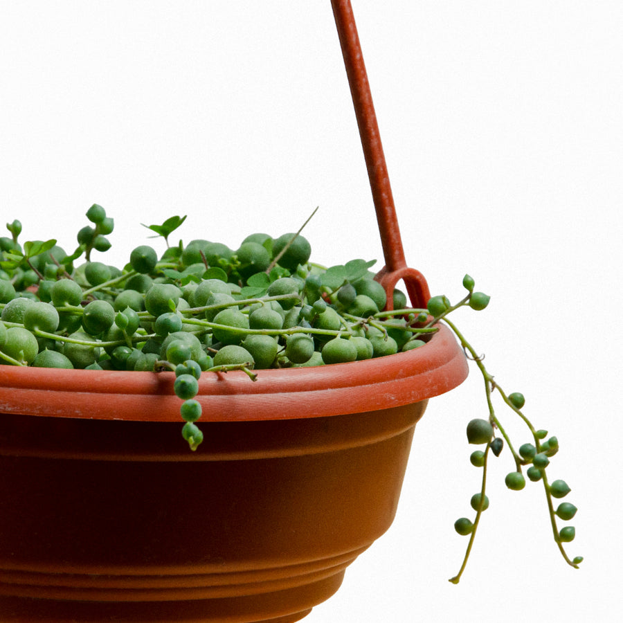 Rosario (Senecio rowleyanus) M