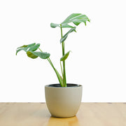 Monstera Deliciosa S