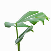 Monstera Deliciosa S