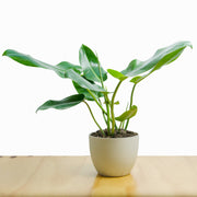 Philodendron Longifolium (Longifolio) M