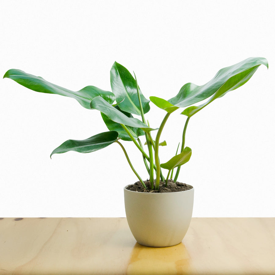 Philodendron Longifolium (Longifolio) M