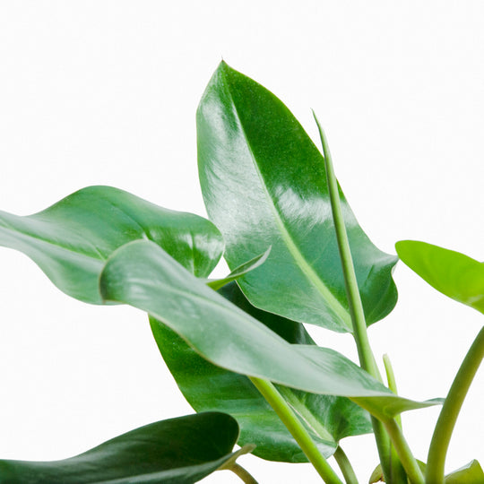 Philodendron Longifolium (Longifolio) M