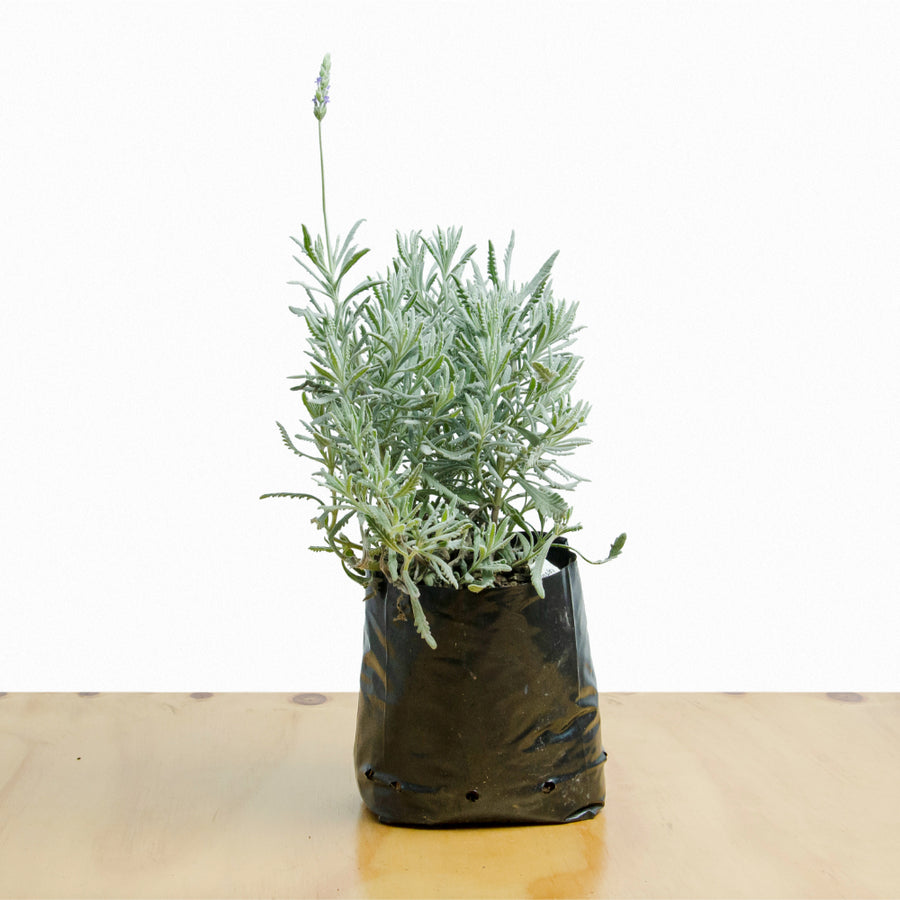 Lavanda Goodwin Creek M