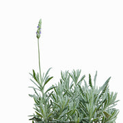 Lavanda Goodwin Creek M