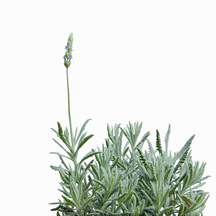 Lavanda Goodwin Creek M