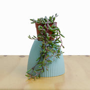 Suculenta Collar de Rubí (Othonna capensis) M