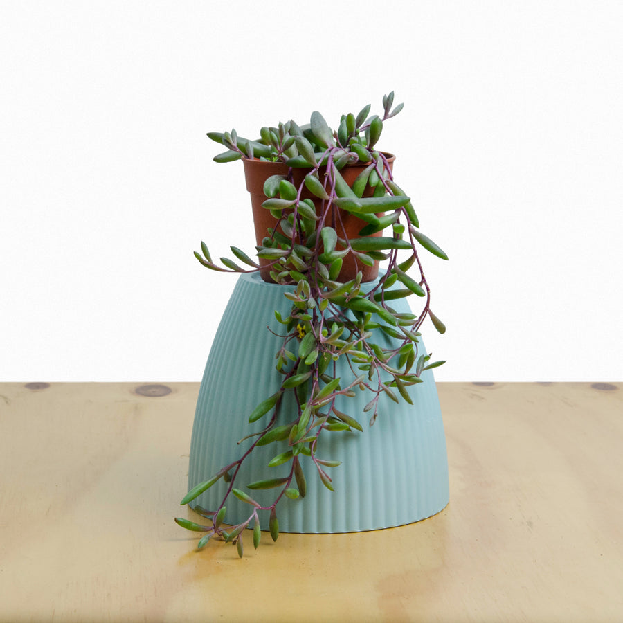 Suculenta Collar de Rubí (Othonna capensis) M