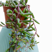 Suculenta Collar de Rubí (Othonna capensis) M