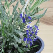 Lavanda Goodwin Creek M