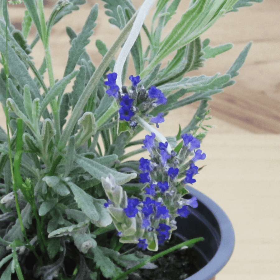 Lavanda Goodwin Creek M