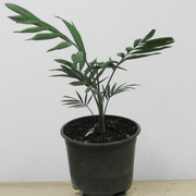 Palmera Chamadorea Elegans S