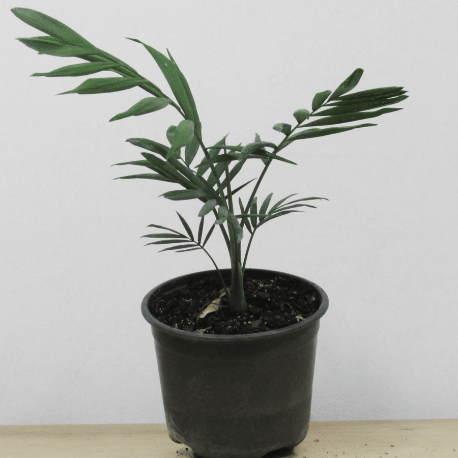 Palmera Chamadorea Elegans S