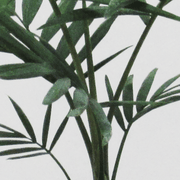 Palmera Chamadorea Elegans S