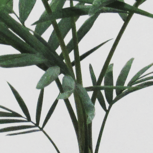 Palmera Chamadorea Elegans S