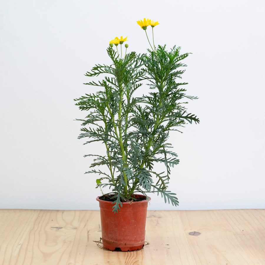 Paquerete Amarillo M