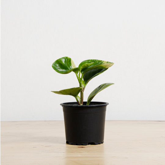 Peperomia Obtusifolia Marble M