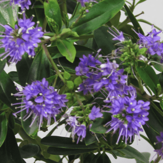 Verónica Buxifolia S