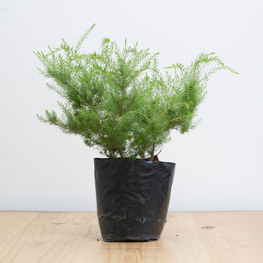 Diosma M