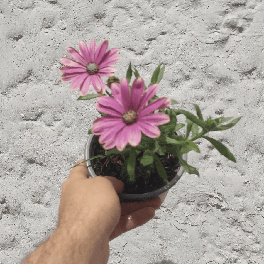 Dimorfoteca (osteospermum)