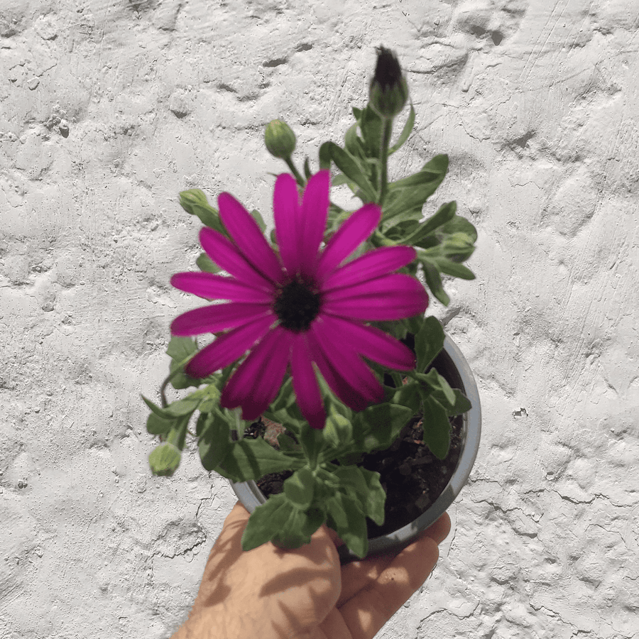 Dimorfoteca (osteospermum)