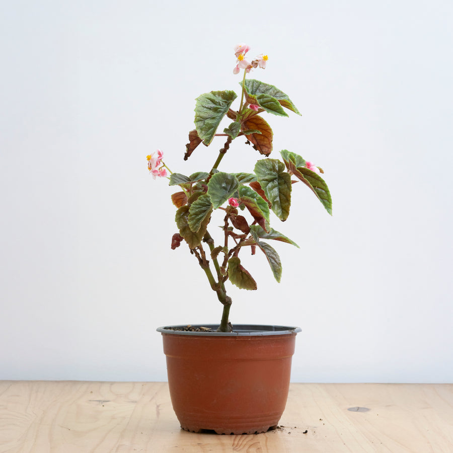 Begonia Credneri S