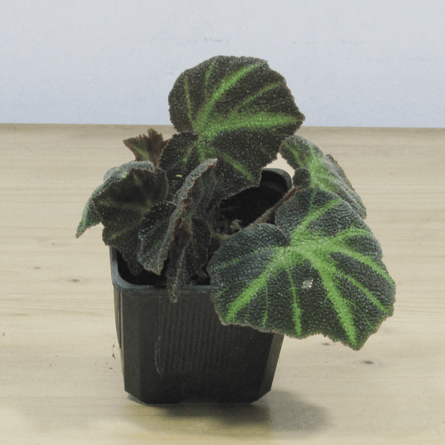 Begonia Solimutata S