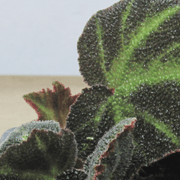Begonia Solimutata S