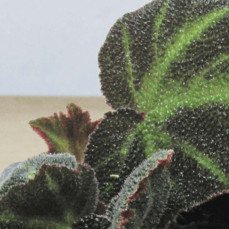 Begonia Solimutata S
