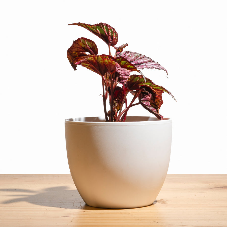 Begonia Rex M