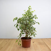Ficus Samantha Variegado S