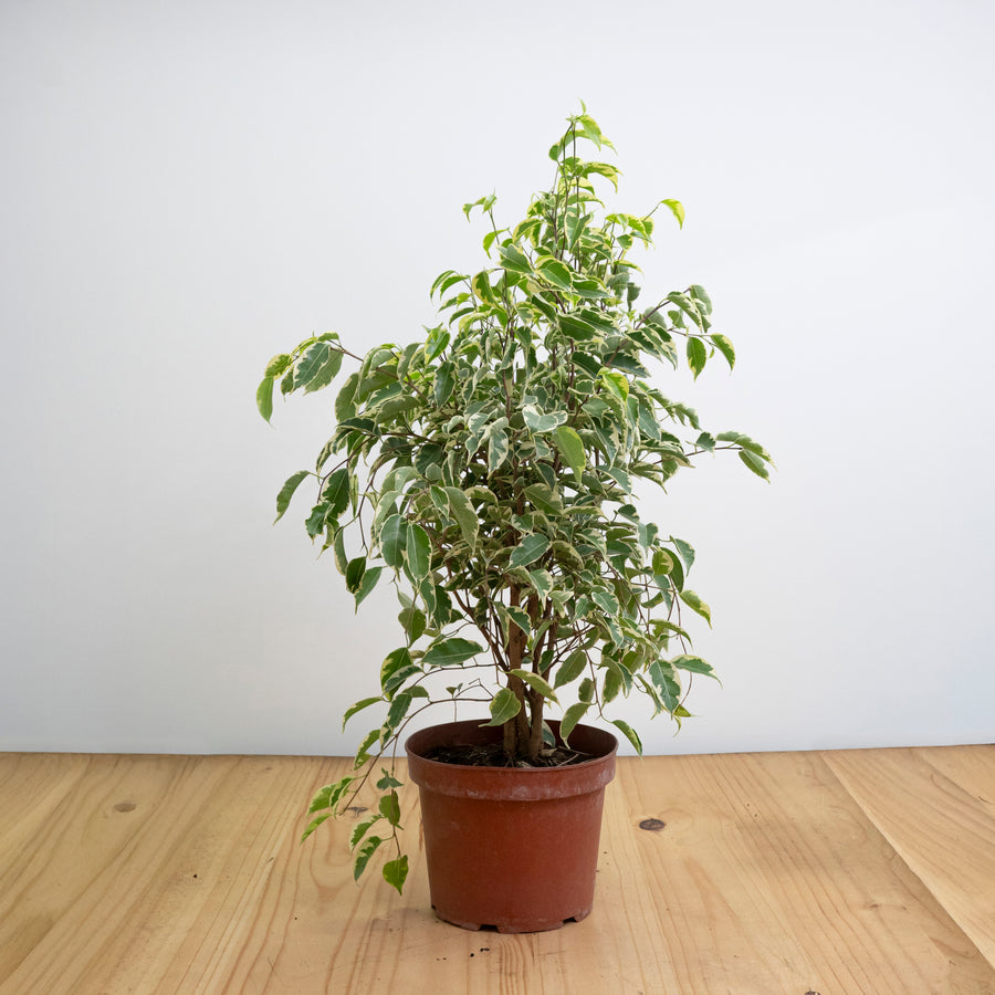 Ficus Samantha Variegado S