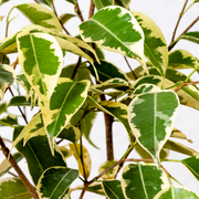 Ficus Benjamina Variegado