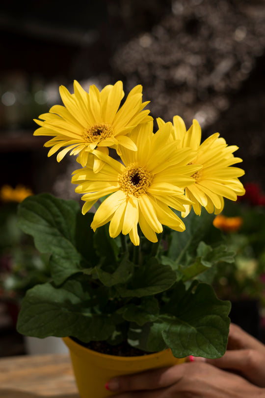Gerbera M