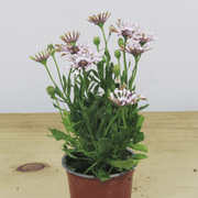 Dimorfoteca (osteospermum)