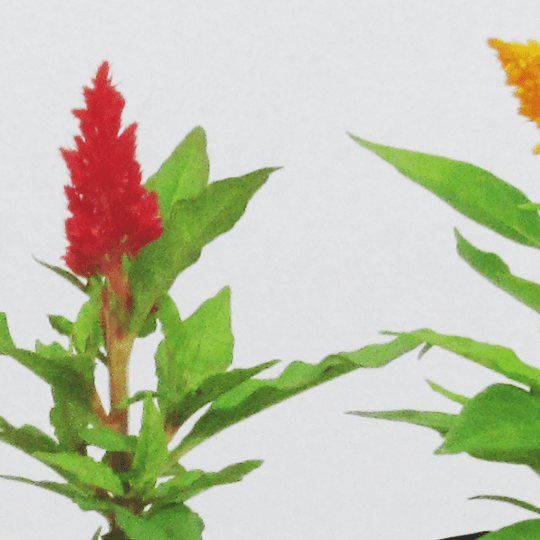Penacho (Celosia argentea)