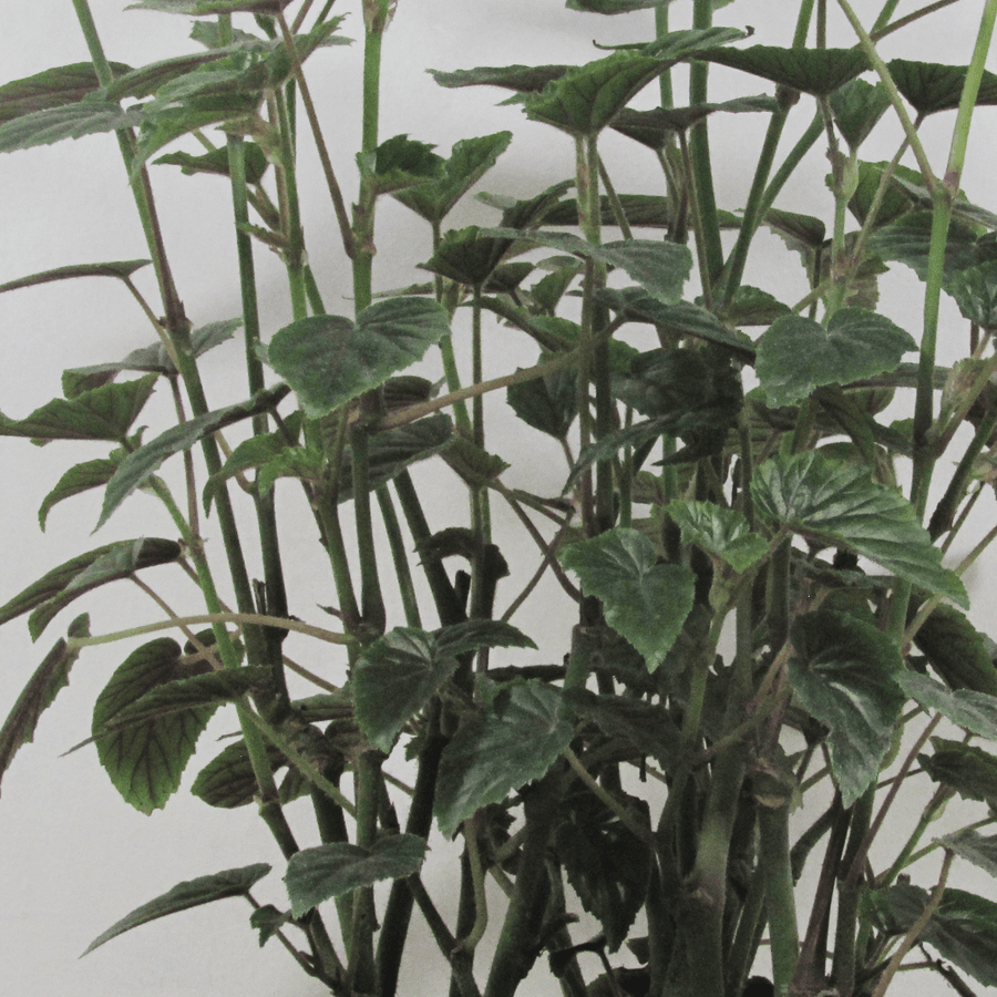 Begonia Ala de Ángel