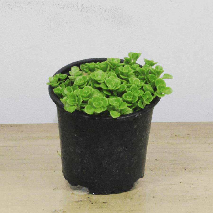 Sedum Makinoi