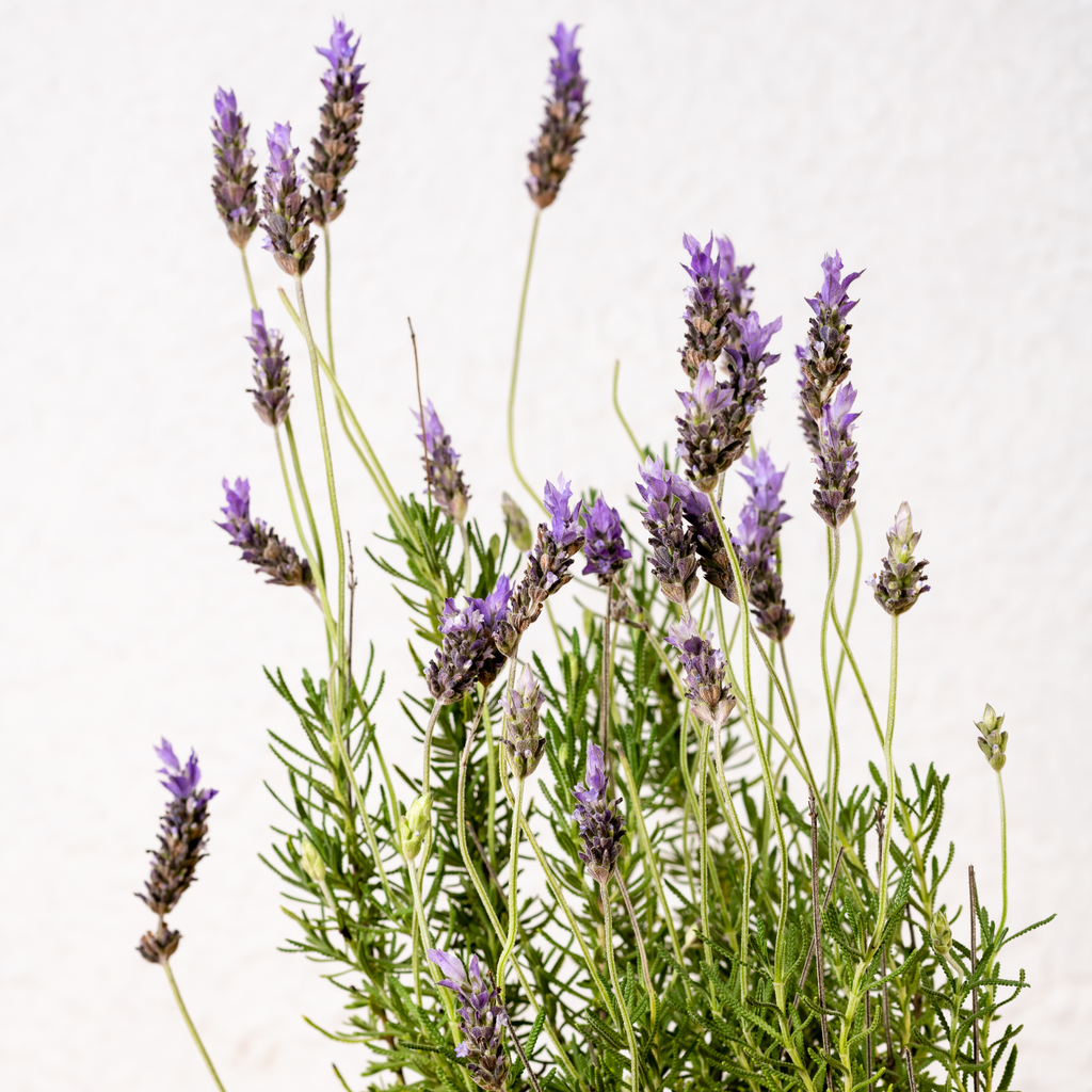 Lavanda | Mekero | Explora el Mundo de las Plantas – mekero