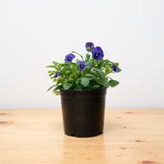 Viola S
