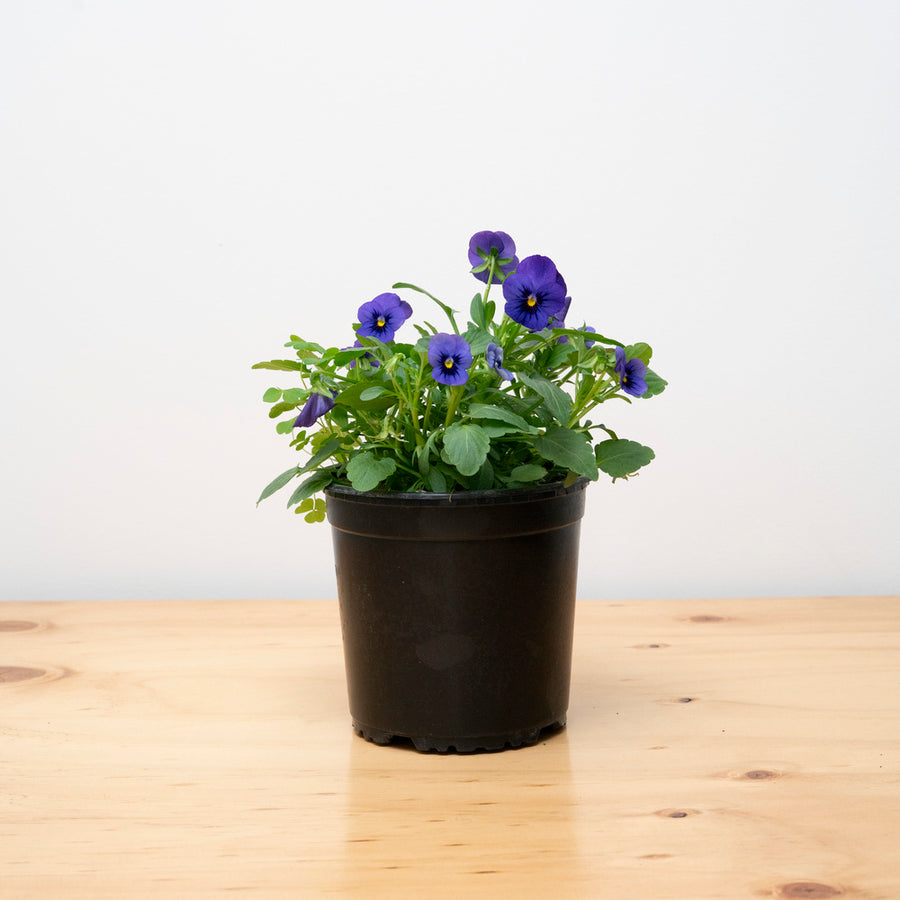 Viola S