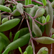 Suculenta Collar de Rubí (Othonna capensis)