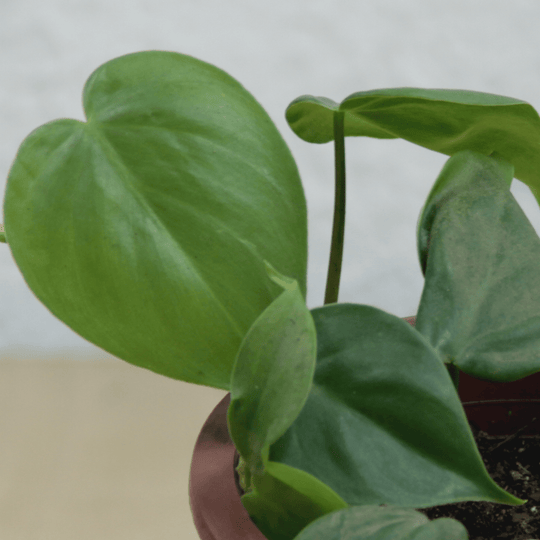 Filodendro Corazón (Philodendron scandens)
