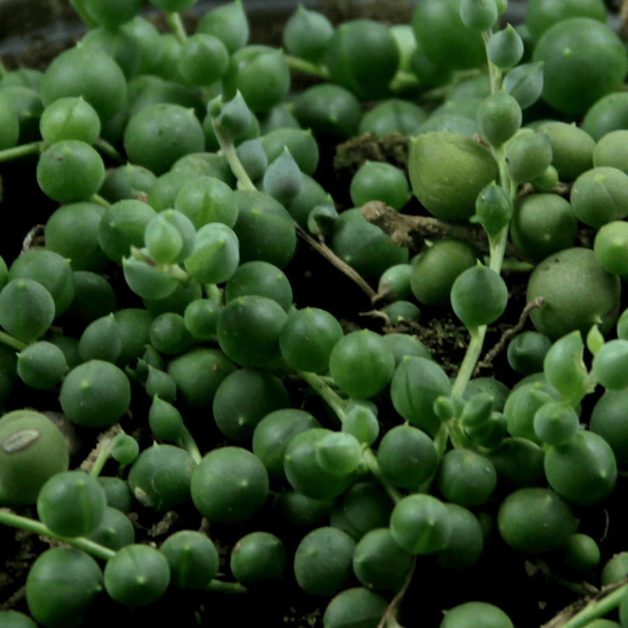 Rosario (Senecio rowleyanus)