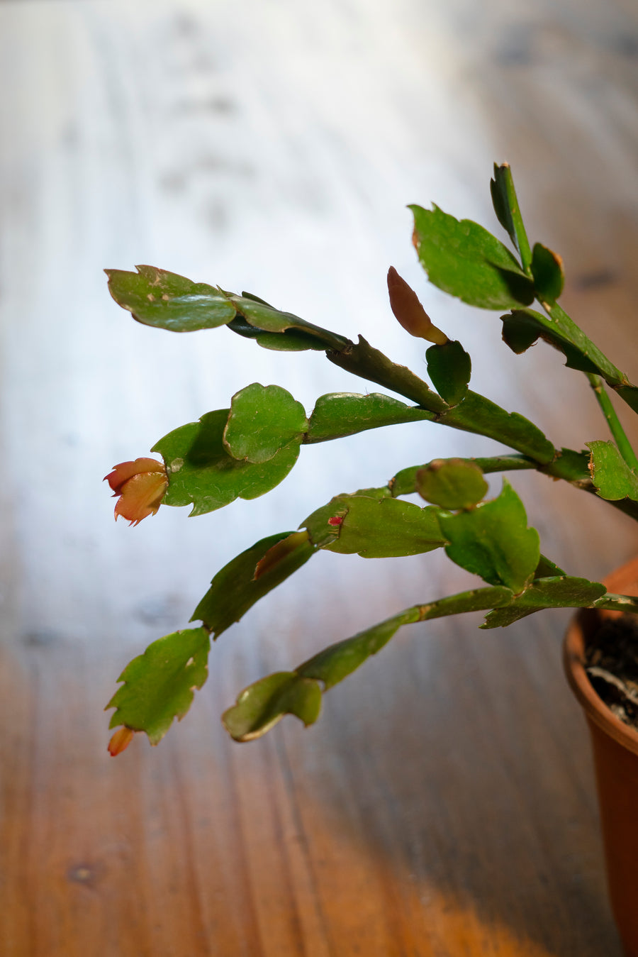 Schlumbergera (Pata de Jaiba) S